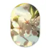 Bloesems - Wit - Zonnestralen -  Bloemblaadjes Wandcirkel Ovaal Glas middel -3d