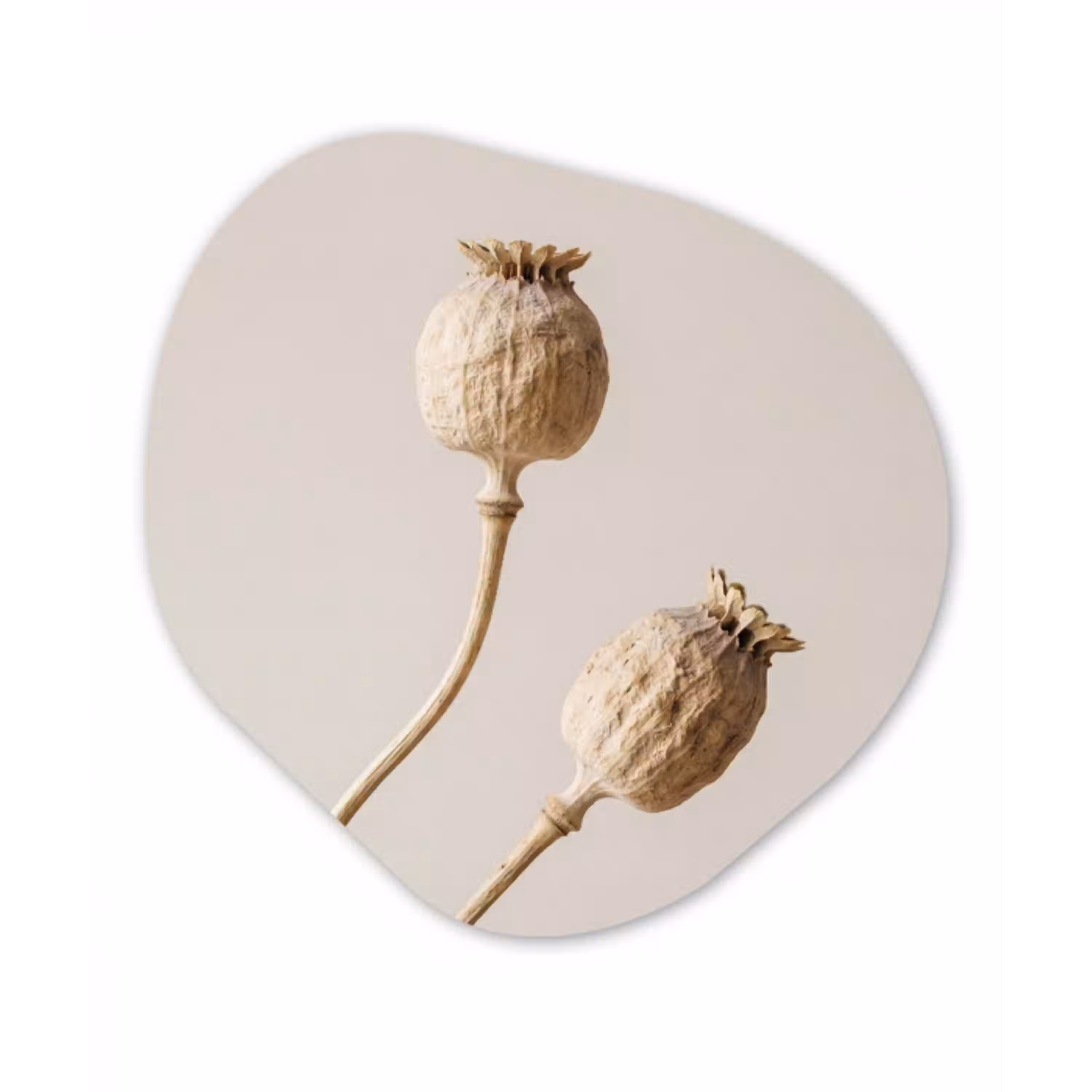Papaverbollen - Droogbloemen - Minimalistisch - Beige - Rustig Wandcirkel Organisch Aluminium middel -3d
