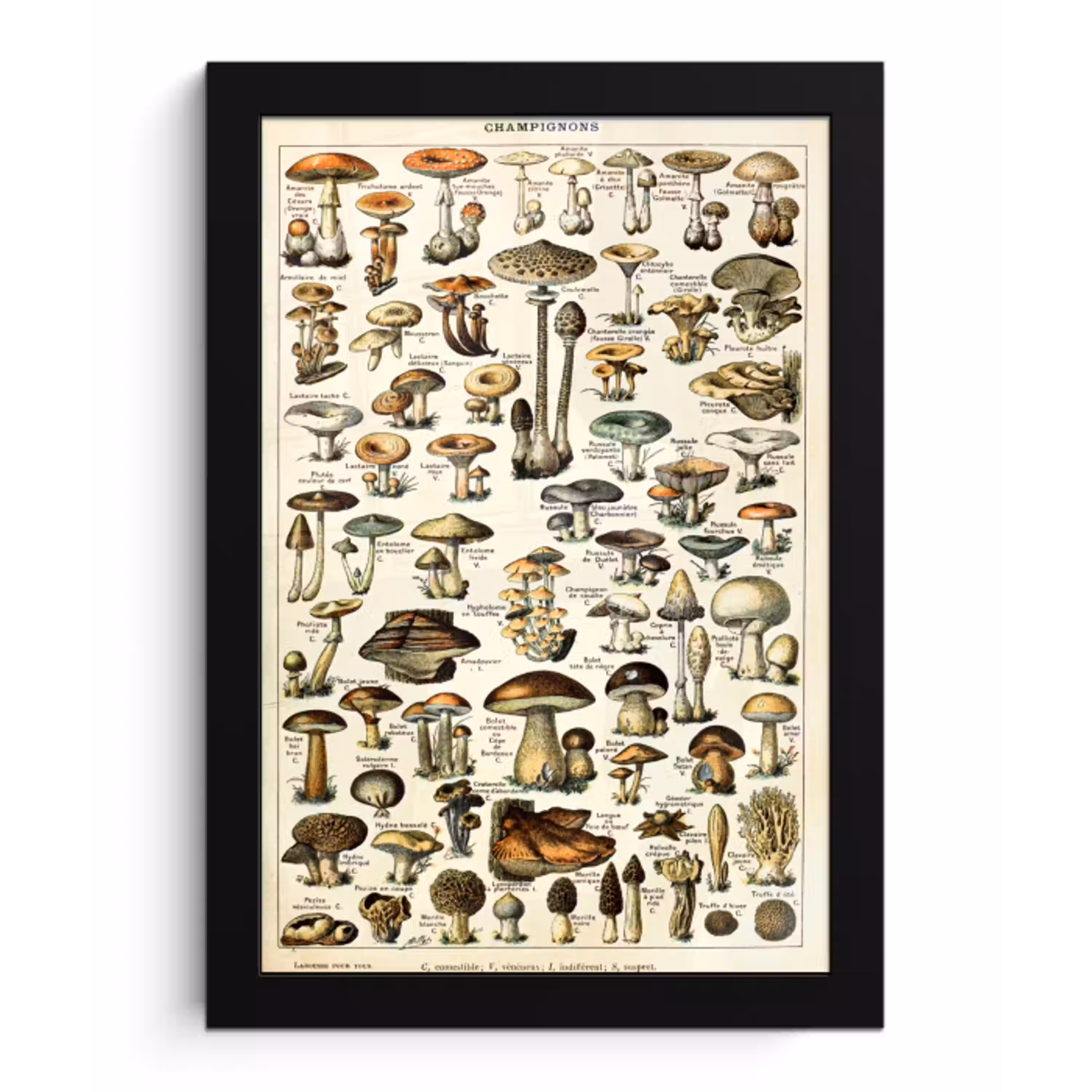Paddenstoel - Herfst - Seizoenen - Vintage - Adolphe Millot - Natuur fotolijst zwart zonder passe partout klein -3d