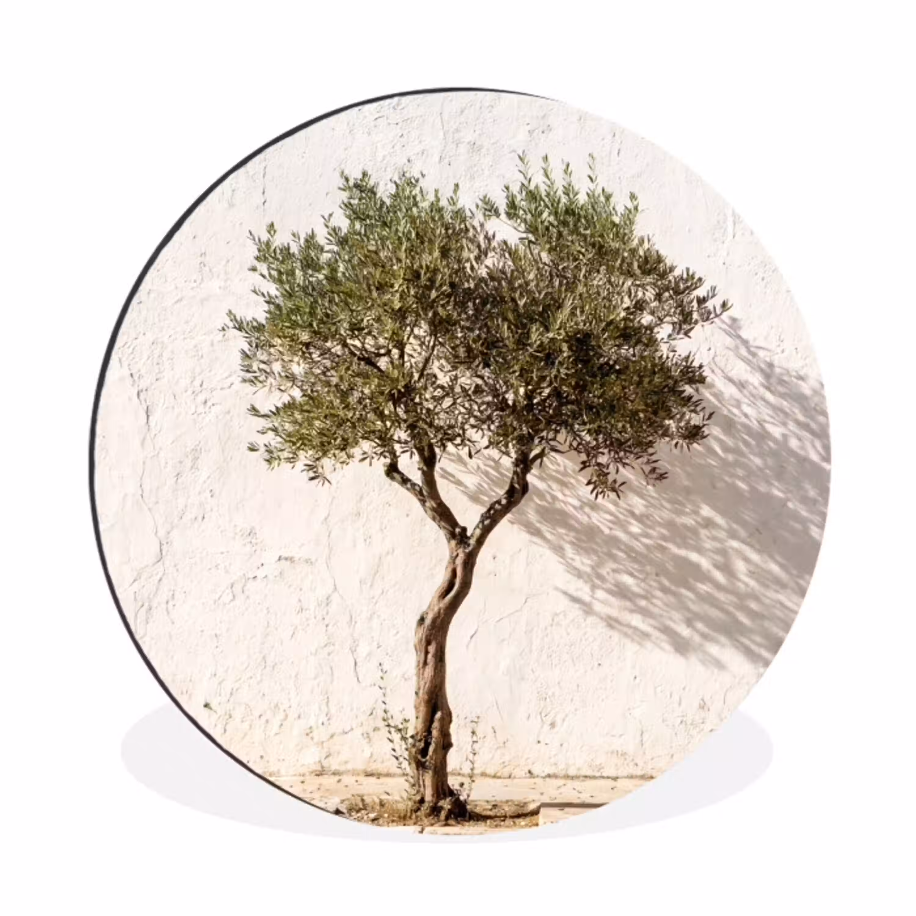 Olijfboom - muur - wit Wandcirkel aluminium klein -3d