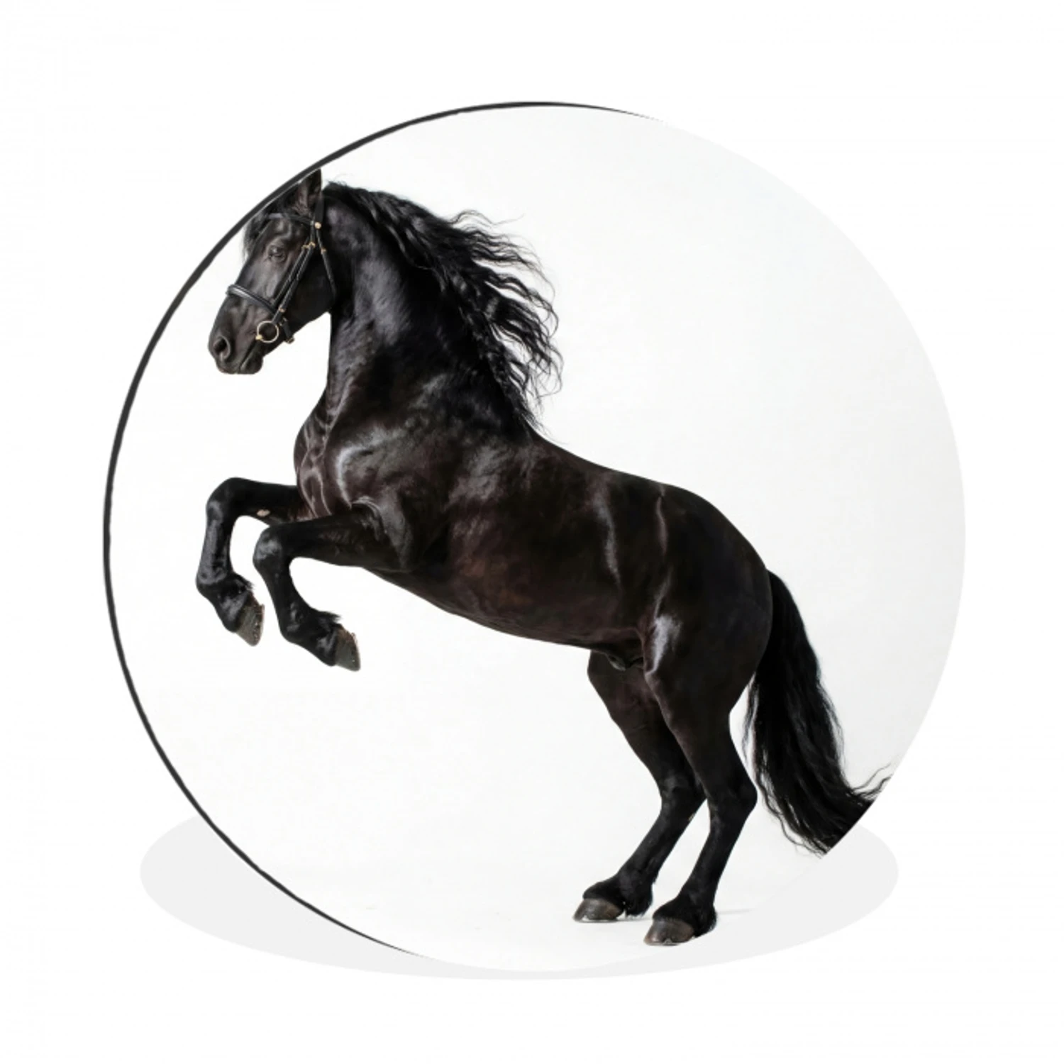 Zwart - Paard - Portret Wandcirkel aluminium klein -3d