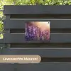 Lavendelbloemen - Paars - Zonlicht tuinposter los doek klein -sfeer3