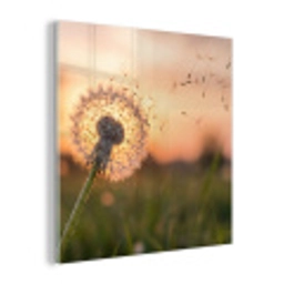 Paardenbloem - Zonsondergang - Veld plexiglas 5mm klein -z3d
