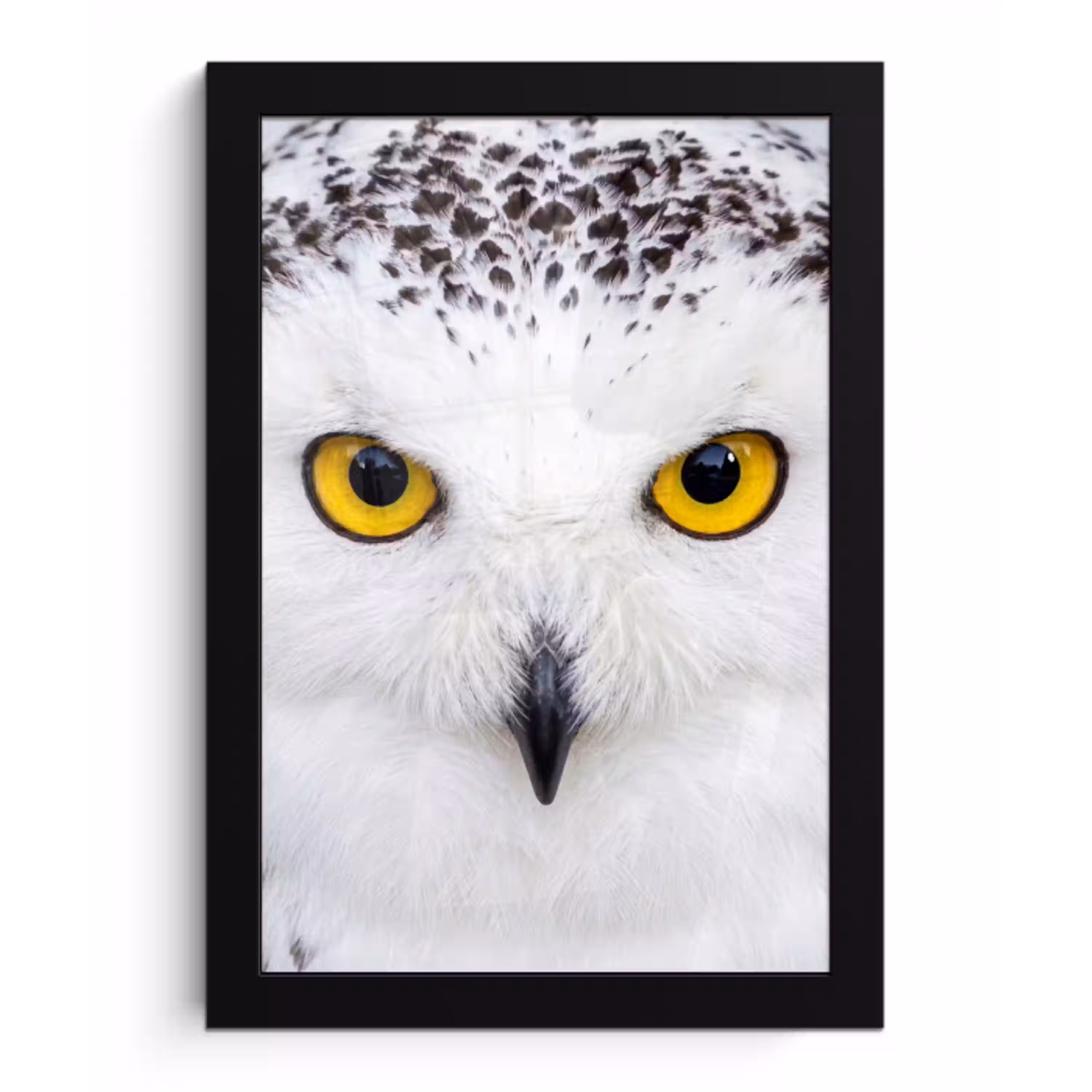 Sneeuwuil - Portret - Geel fotolijst zwart zonder passe partout klein -3d