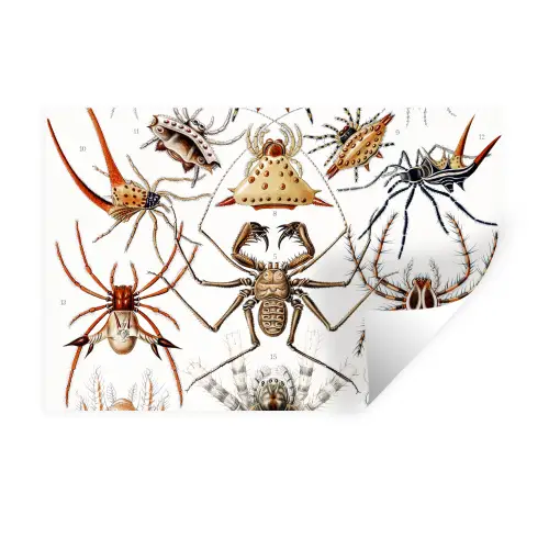 Retro - Ernst Haeckel - Insecten - Tuinposter - Tuin Muursticker klein -3d