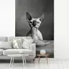 Sphynx - Kat - Dieren - Humor - Spaghetti - Zwart Wit fotobehang vinyl groot -woonkamer