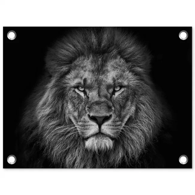 Zwart-wit portret van een leeuw tuinposter los doek klein -3d