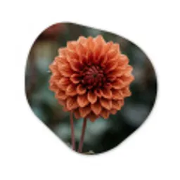 Dahlia - Bloem - Natuur - Sfeervol Wandcirkel Organisch Forex 3mm klein -3d