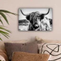 Schotse hooglander - Natuur - Koe - Zwart - Wit canvas 2cm klein -sfeer1