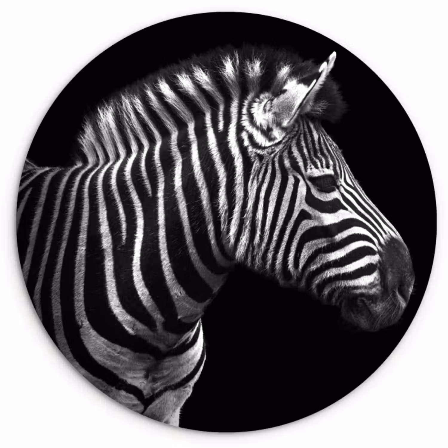 Muurcirkel - Zebra - Zwart - Wit - Portret - Dieren