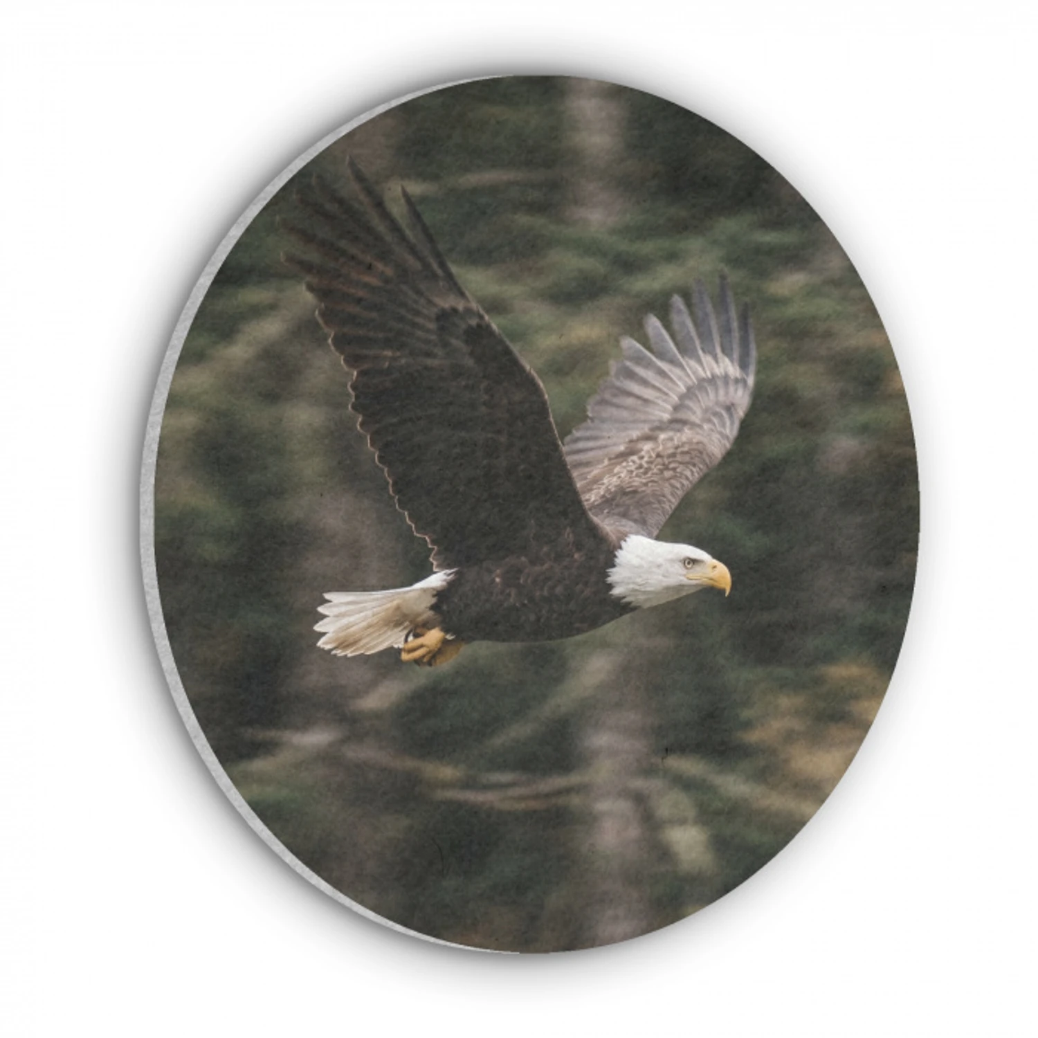Zeearend - Vliegen - Bos - Natuur Akoestische PET Vilt - Rond klein -3d