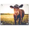 Koe - Zonsondergang - Bloemen - Gras - Dieren tuinposter los doek klein -3d