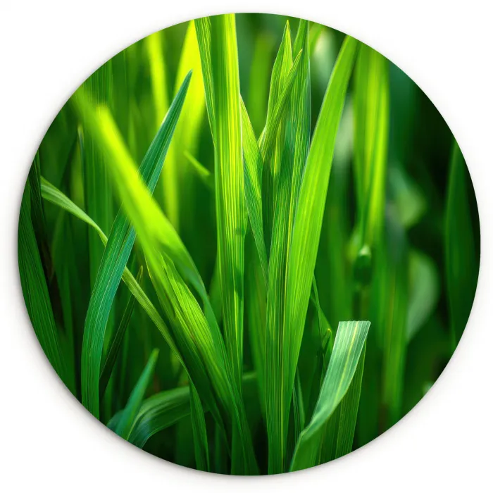 Grassprieten - Lichtinval - Groen Wandcirkel plexiglas klein -3d