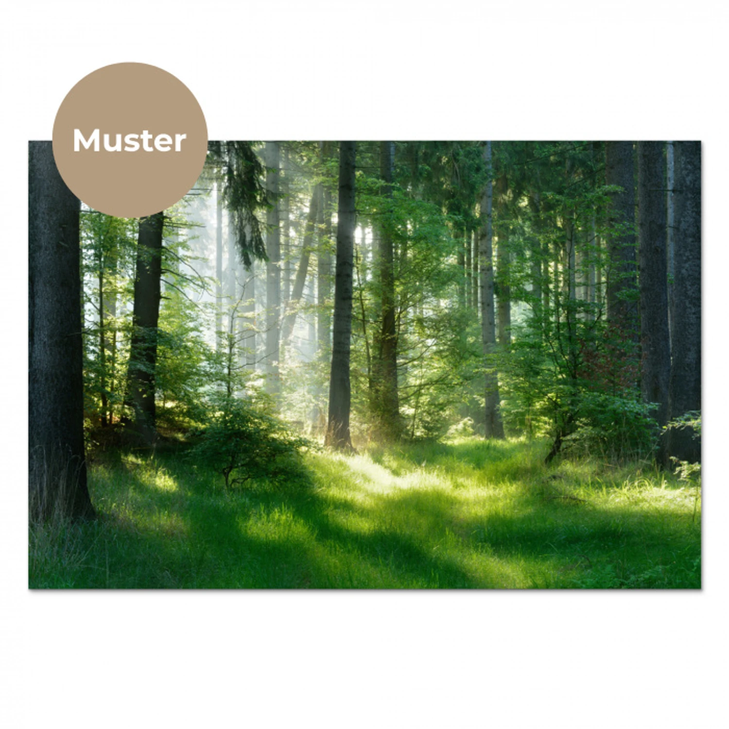 Natuur - Bomen - Bos - Groen - Zon - Gras - Planten keuken achterwand sample klein -3d_DE