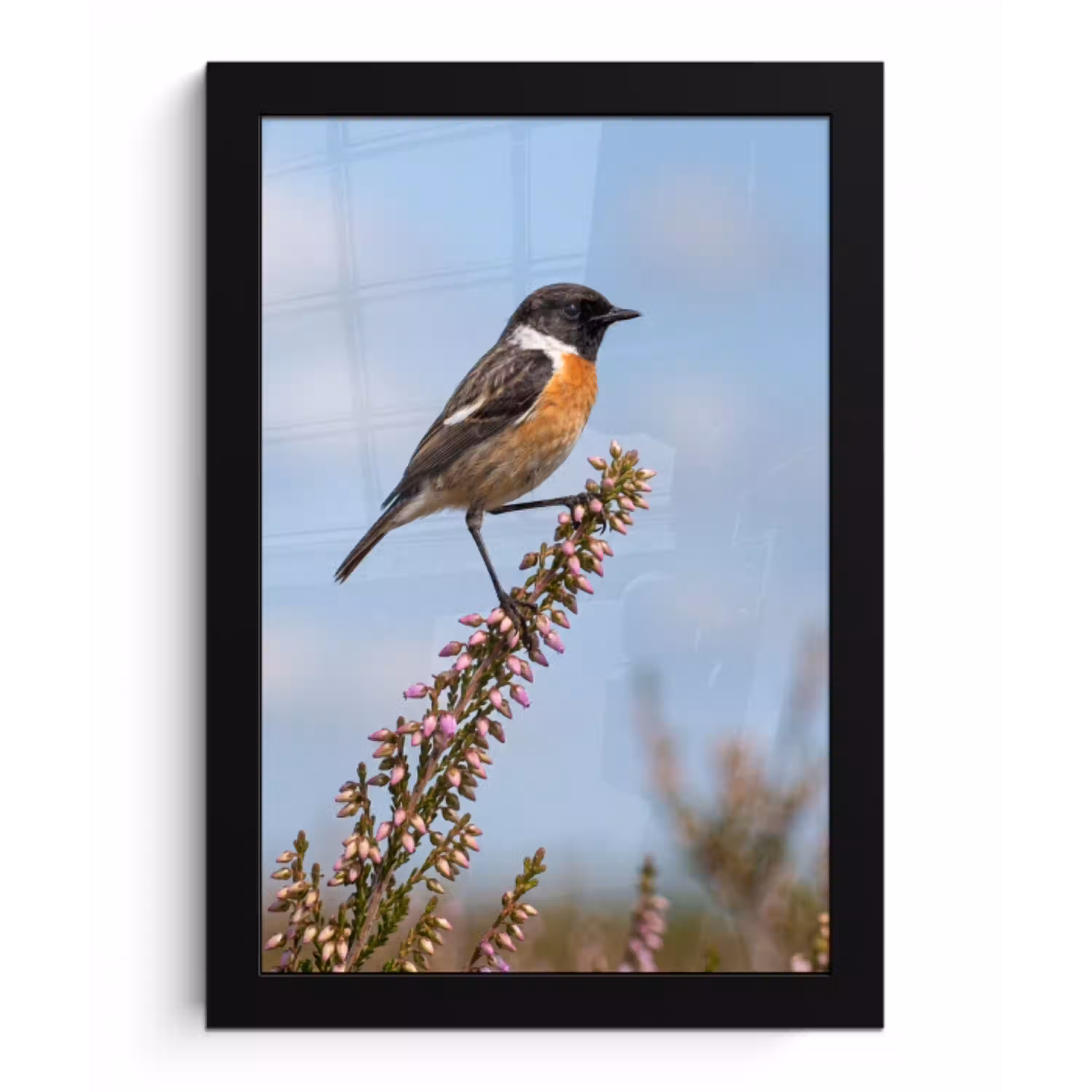 Roodborsttapuit - Heide - Paars - Natuur - Sfeervol fotolijst zwart zonder passe partout klein -3d
