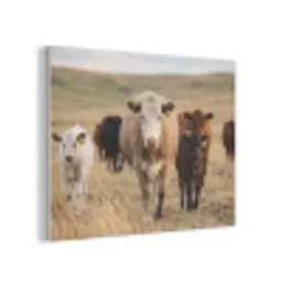 Runderen - Kudde - Landschap - Weide - Rustig PET vilt klein -3d