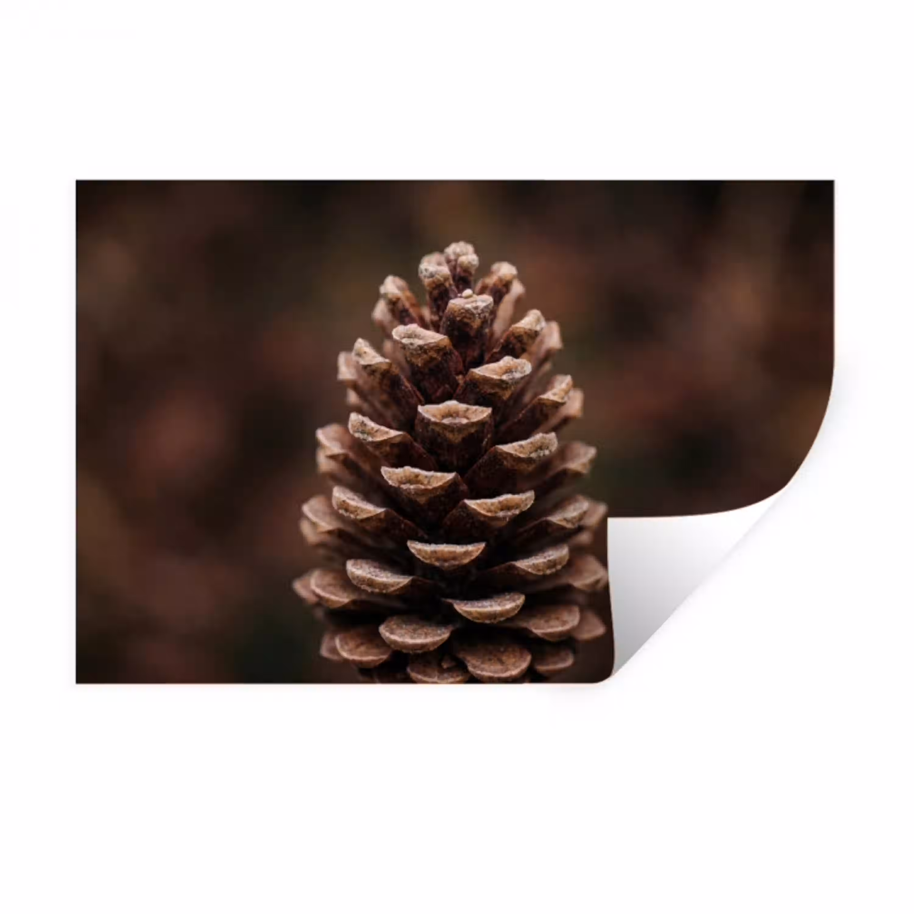 Dennenappel - Bos - Herfst - Bruin - Sfeervol Muursticker klein -3d