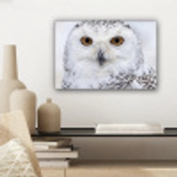 Sneeuwuil - Oog - Wildlife - Wit canvas 2cm klein -sfeer6