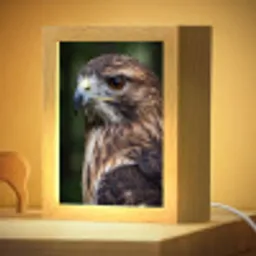 Buizerd - Roofvogel - Natuur - Bruin Light Box met kabel (Kinderlampje) klein -zzzz_3d_website