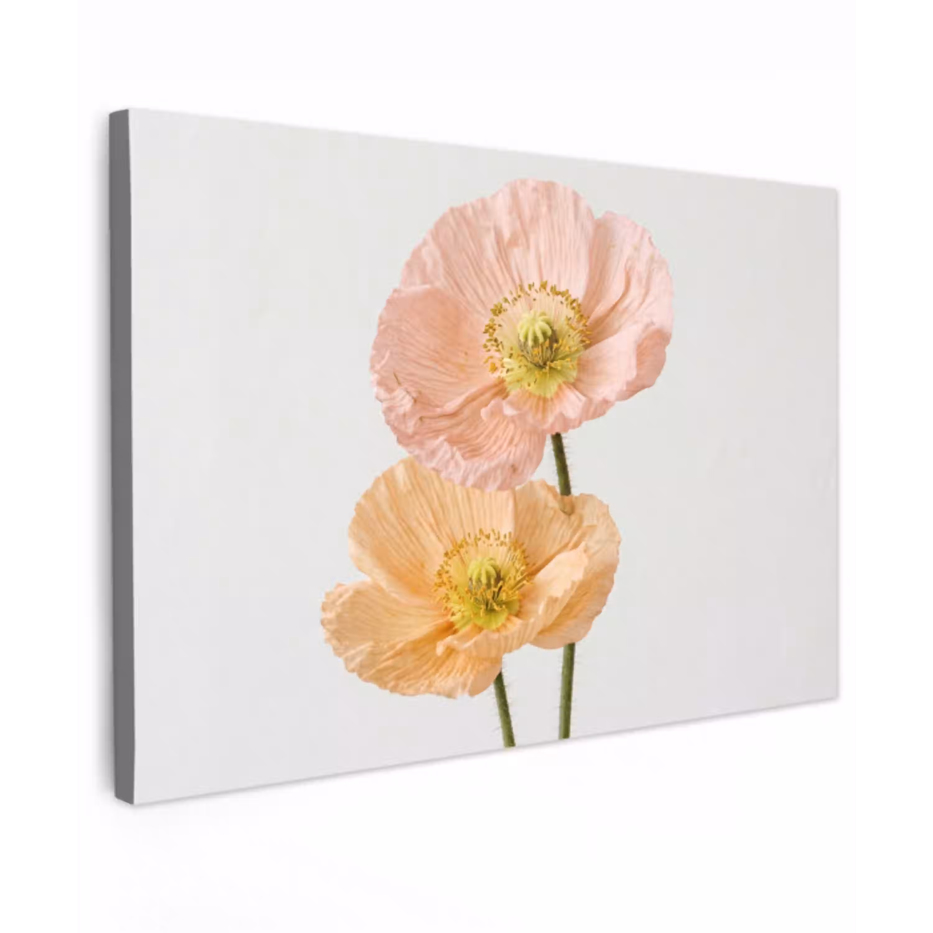 Papavers - Botanisch - Roze canvas 2cm klein -z3d