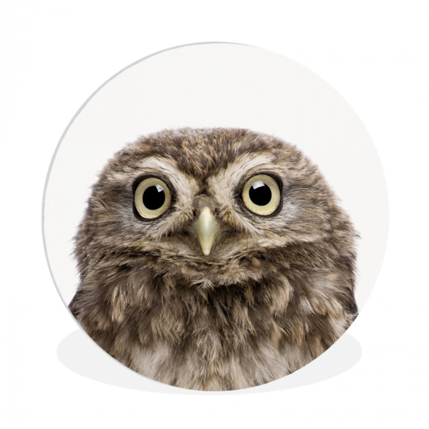 Uilskuiken - Uil - Portret - Bruin - Vogel - Jongens - Meisjes Wandcirkel kunststof plaat 5mm dik klein -3d