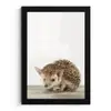 Egel - Dieren - Kinderen - Jongens - Meisjes fotolijst zwart zonder passe partout klein -3d
