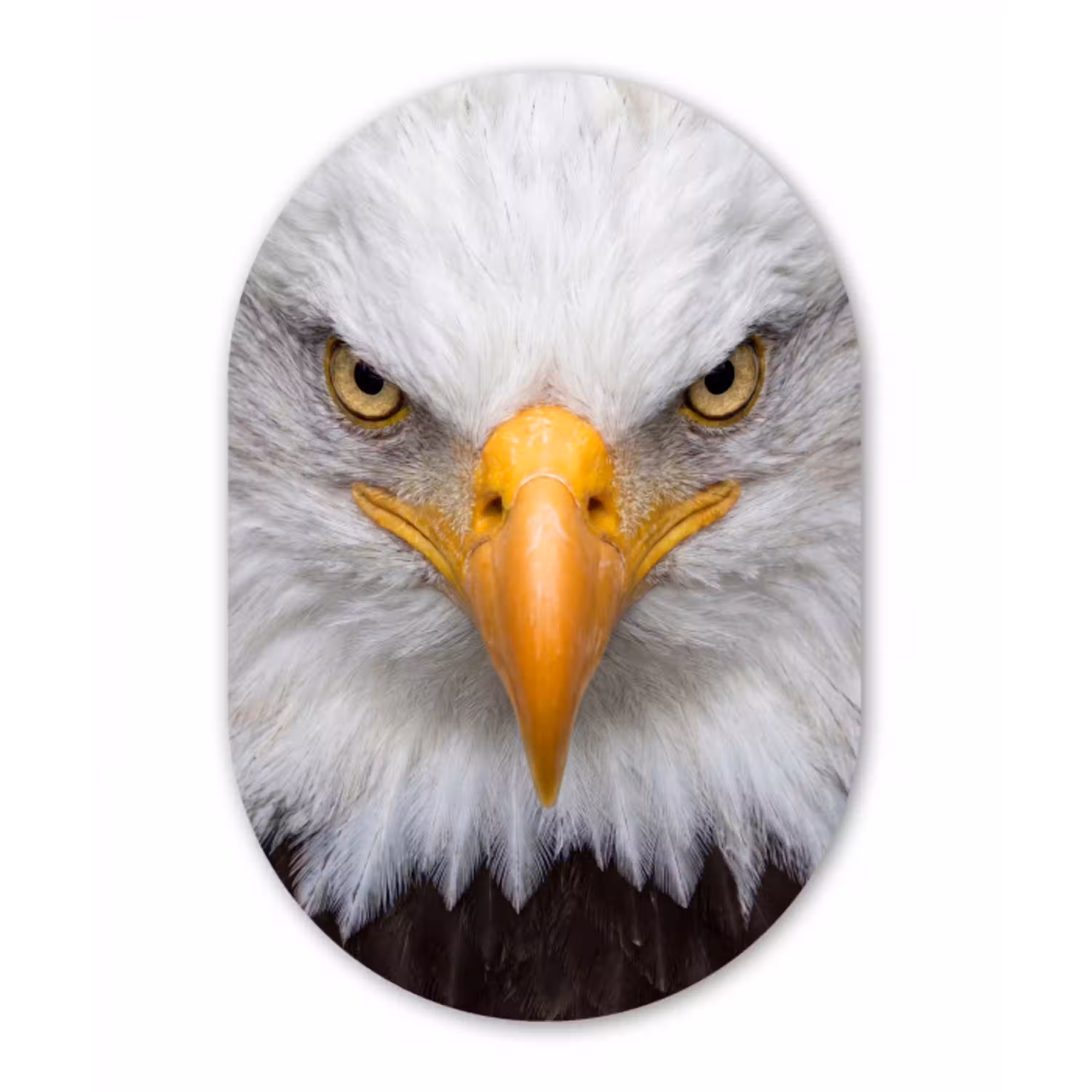 Amerikaans - Zeearend - Portret - Geel Wandcirkel Ovaal Aluminium middel -3d