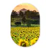 Zonnebloem - Natuur - Berg Wandcirkel Ovaal Forex klein -3d