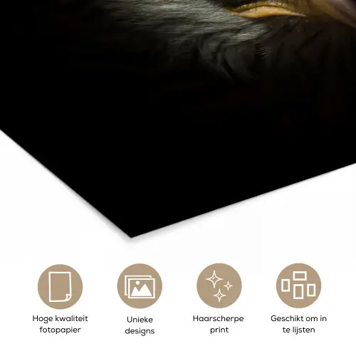 Vogel - Adelaar - Roofvogels - Oog - Snavel - Licht poster papier klein -closeup_NL
