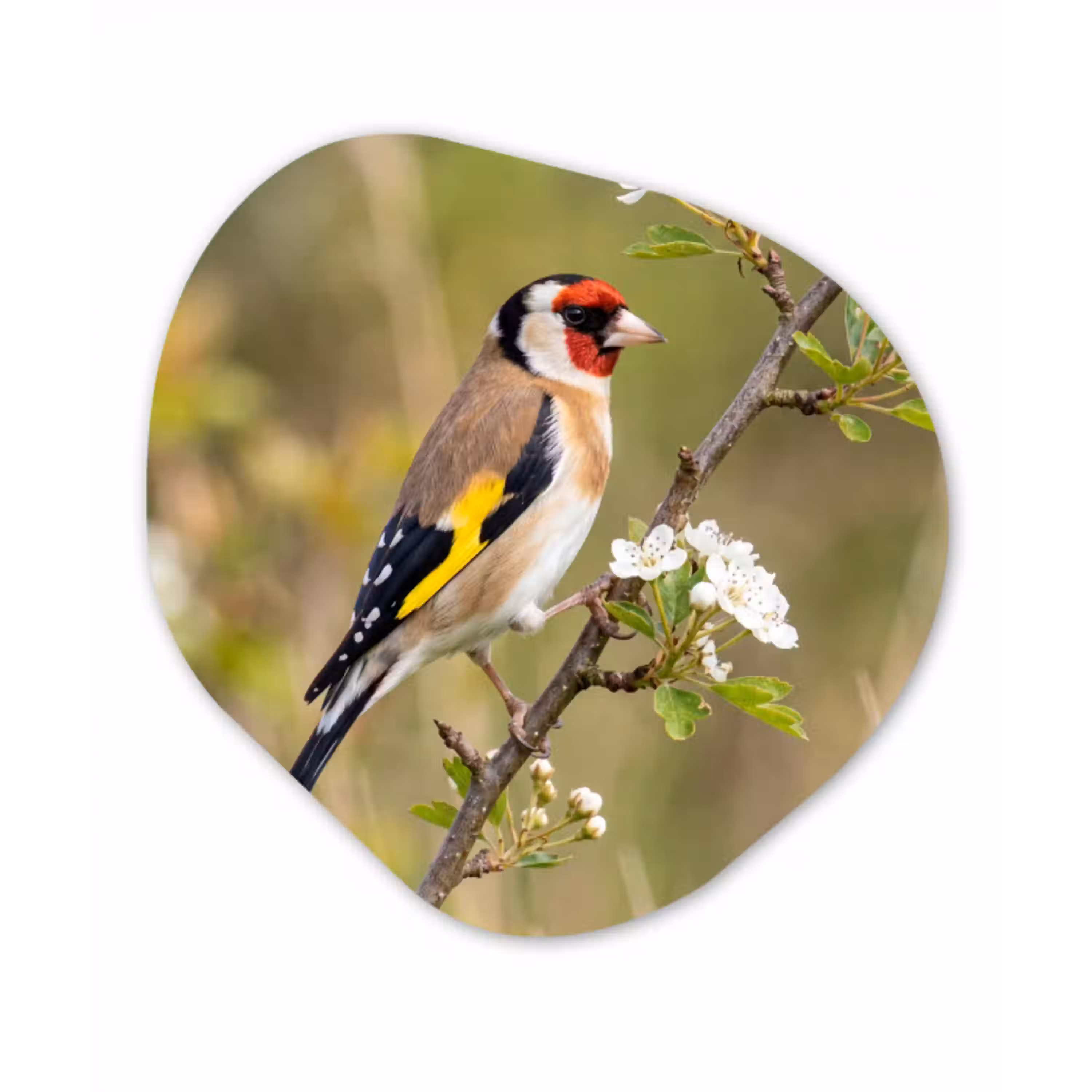 Putter - Bloesem - Lente - Natuur - Kleurrijk Wandcirkel Organisch Aluminium middel -3d