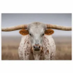 Longhorn - Grasveld - Dier poster papier klein -3d