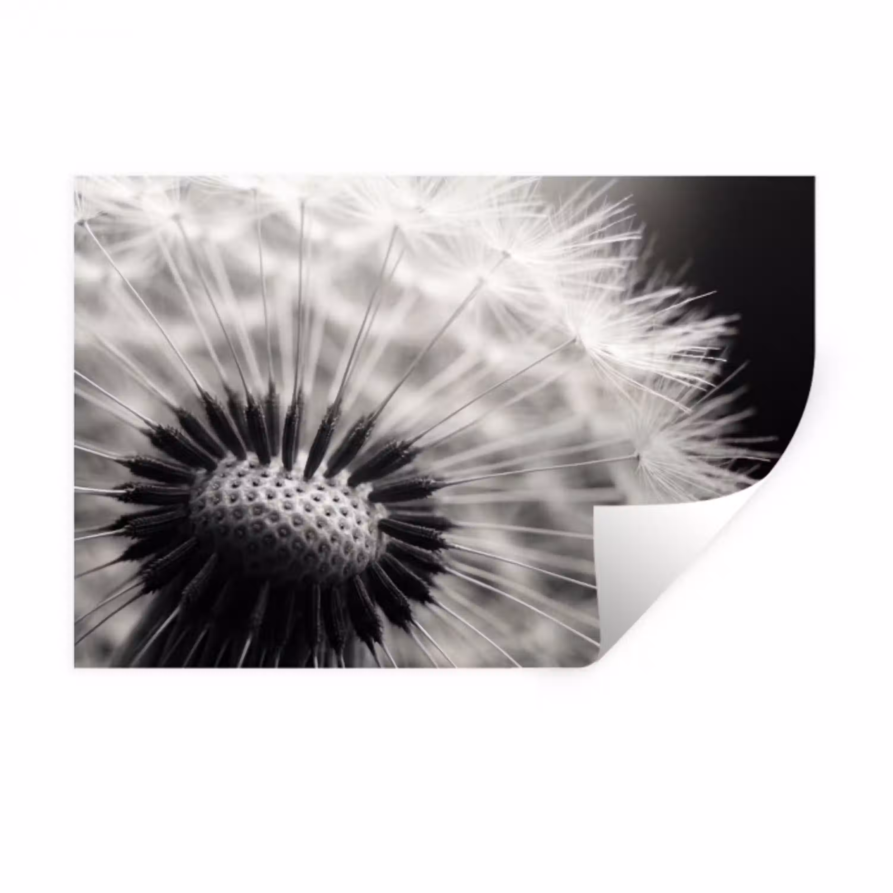 Paardenbloem - Zwart - Wit Muursticker klein -3d