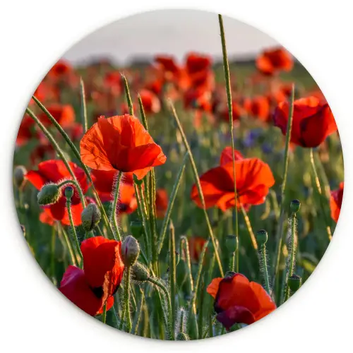 Bloemen - Klaprozen - Natuur - Rood Wandcirkel kunststof plaat 5mm dik klein -3d
