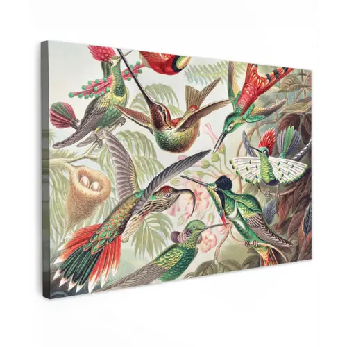 Kolibrie - Vintage - Ernst Haeckel - Vogel - Kunst - Natuur canvas 2cm klein -z3d