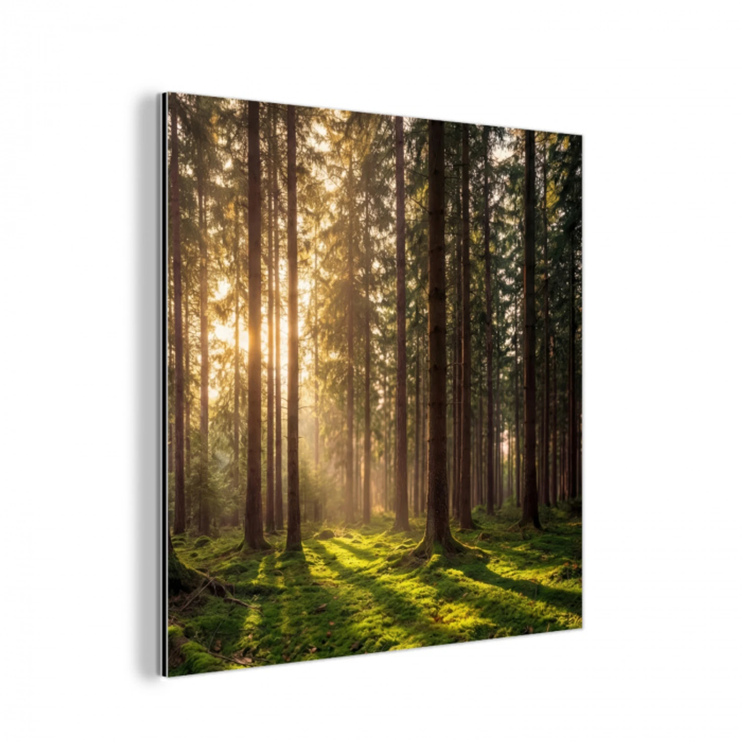 Bos - Gras - Zonlicht aluminium wit klein -3d