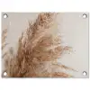Gedroogd pampasgras tegen een neutrale achtergrond tuinposter los doek klein -3d
