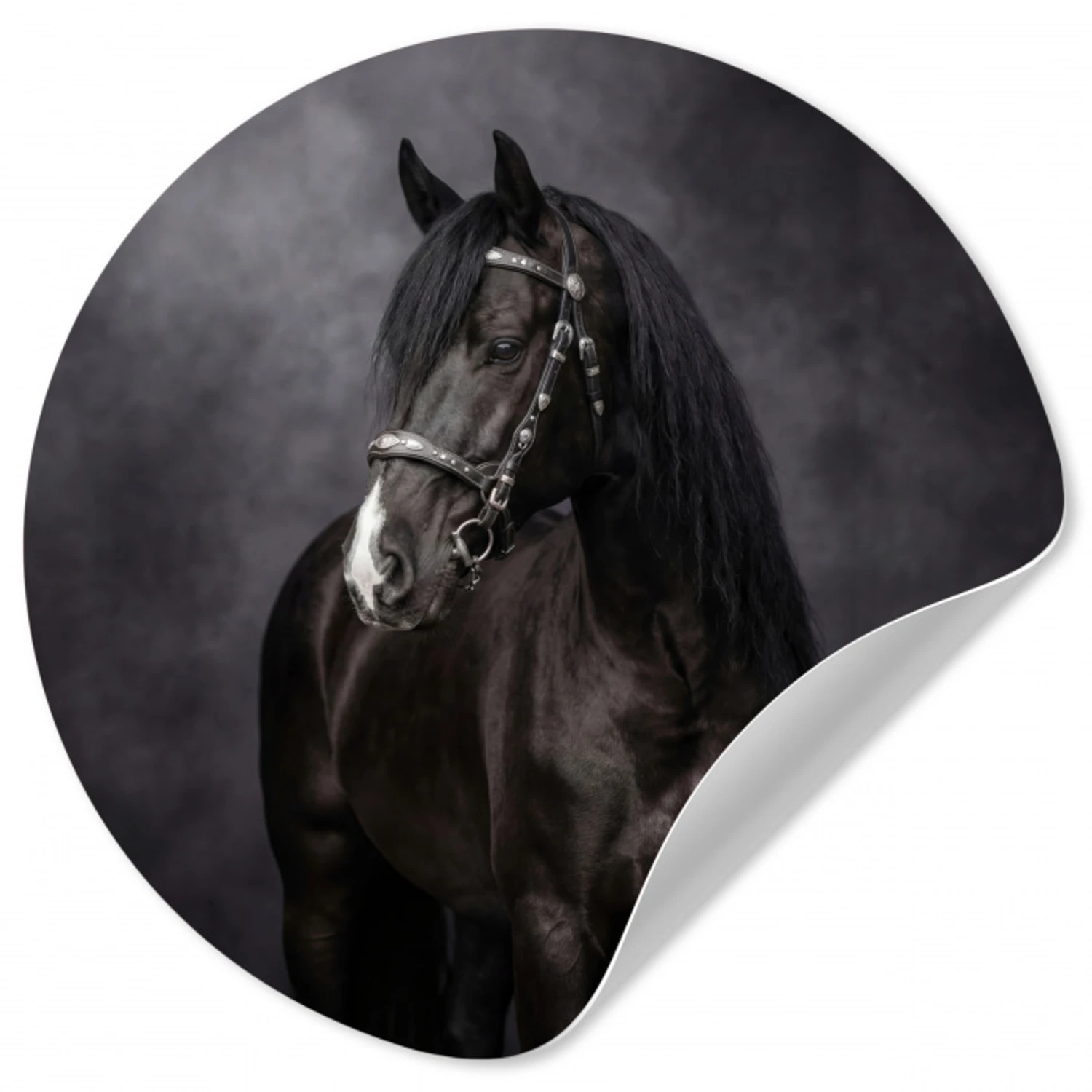 Portret - Paard - Zwart Wandcirkel behangsticker klein -3d