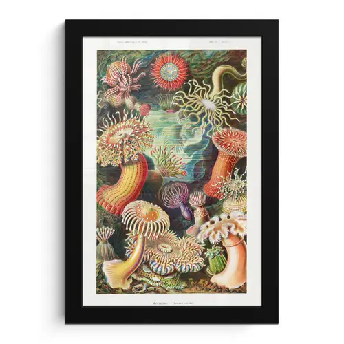 Ernst Haeckel - Anemoon - Retro - Natuur - Planten - Zee fotolijst zwart zonder passe partout klein -3d
