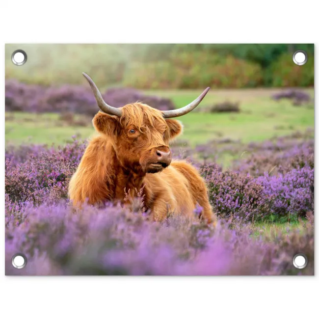 Hooglander in de Heide tuinposter los doek klein -3d