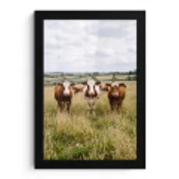 Koeien - Portret - Weide - Boerderij - Nieuwsgierig fotolijst zwart zonder passe partout klein -3d