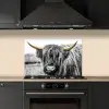 Schotse hooglander - Hoorns - Goud - Zwart keuken achterwand spatscherm klein -sfeer1