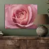 Roze - Roos - Romantisch PET vilt klein -sfeer2