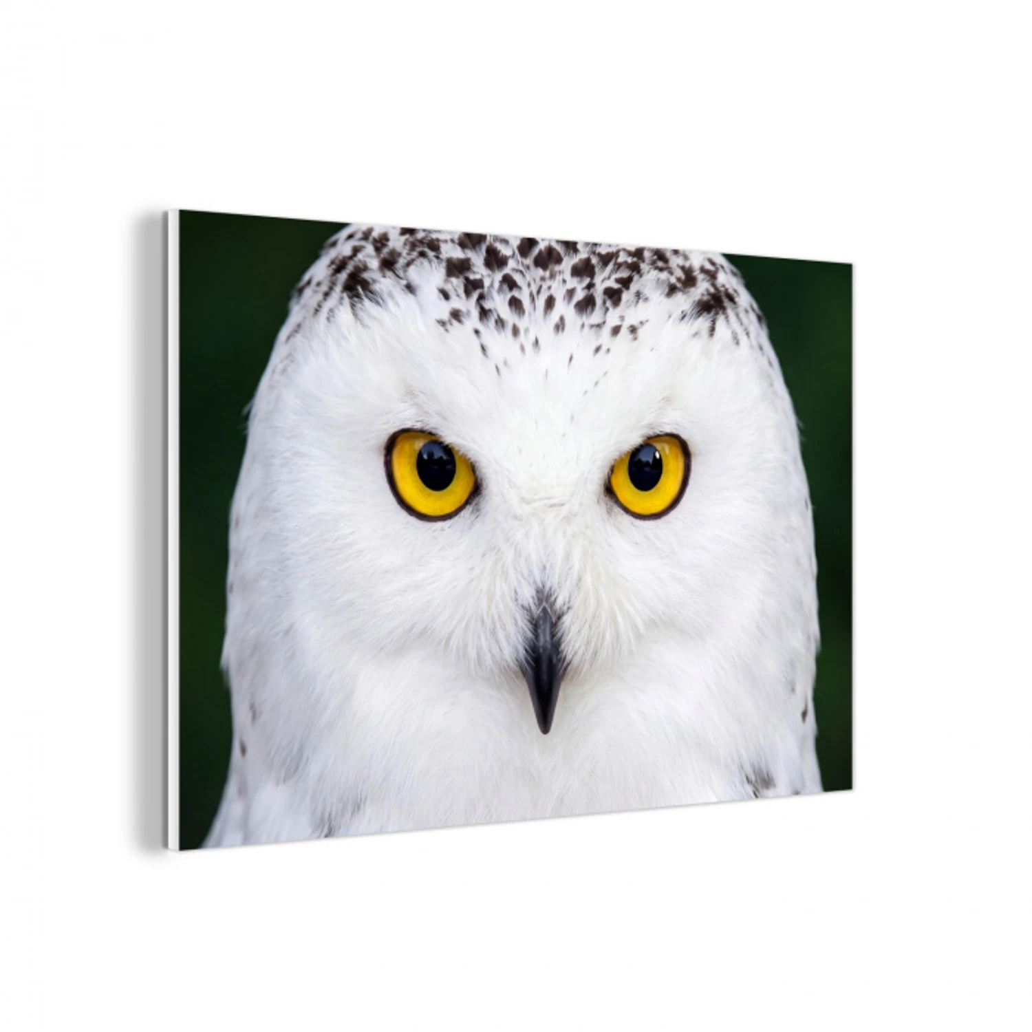 Sneeuwuil - Portret - Geel forex 5mm xxl -3d