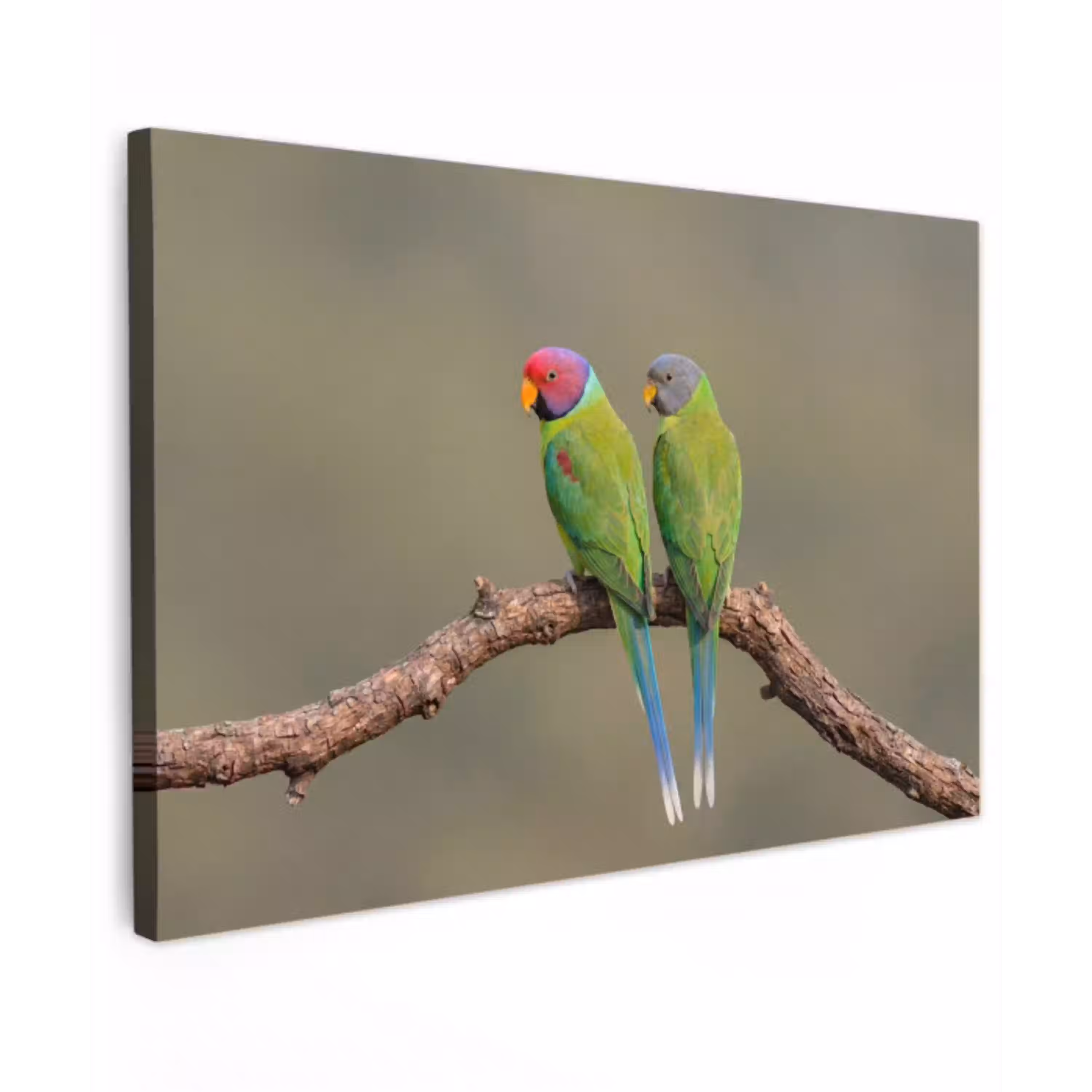 Papagaai - Tak - Natuur - Kleurrijk canvas 2cm klein -z3d