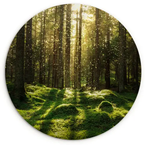 Bomen - Bos - Mos - Planten - Zon - Natuur Wandcirkel kunststof plaat 5mm dik klein -3d