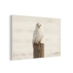Sneeuwuil - Paal - Winter - Portret - Majestueus forex 5mm xxl -3d