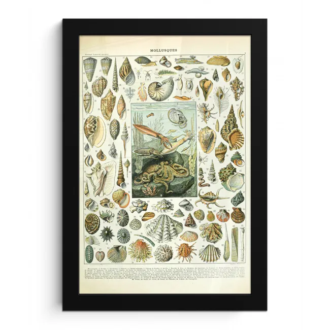 Zeedieren - Schelp - Vintage - Zee - Adolphe Millot fotolijst zwart zonder passe partout klein -3d