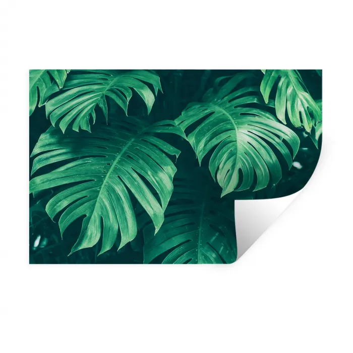 Monstera - Bladeren - Planten - Jungle - Natuur Muursticker klein -3d