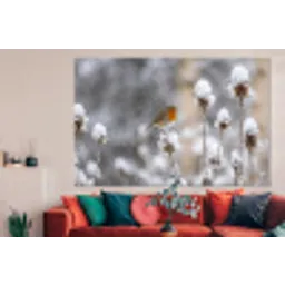 Roodborstje - Gedroogde bloem - Sneeuw - Winter - Vertederend forex 5mm xxl -woonkamer