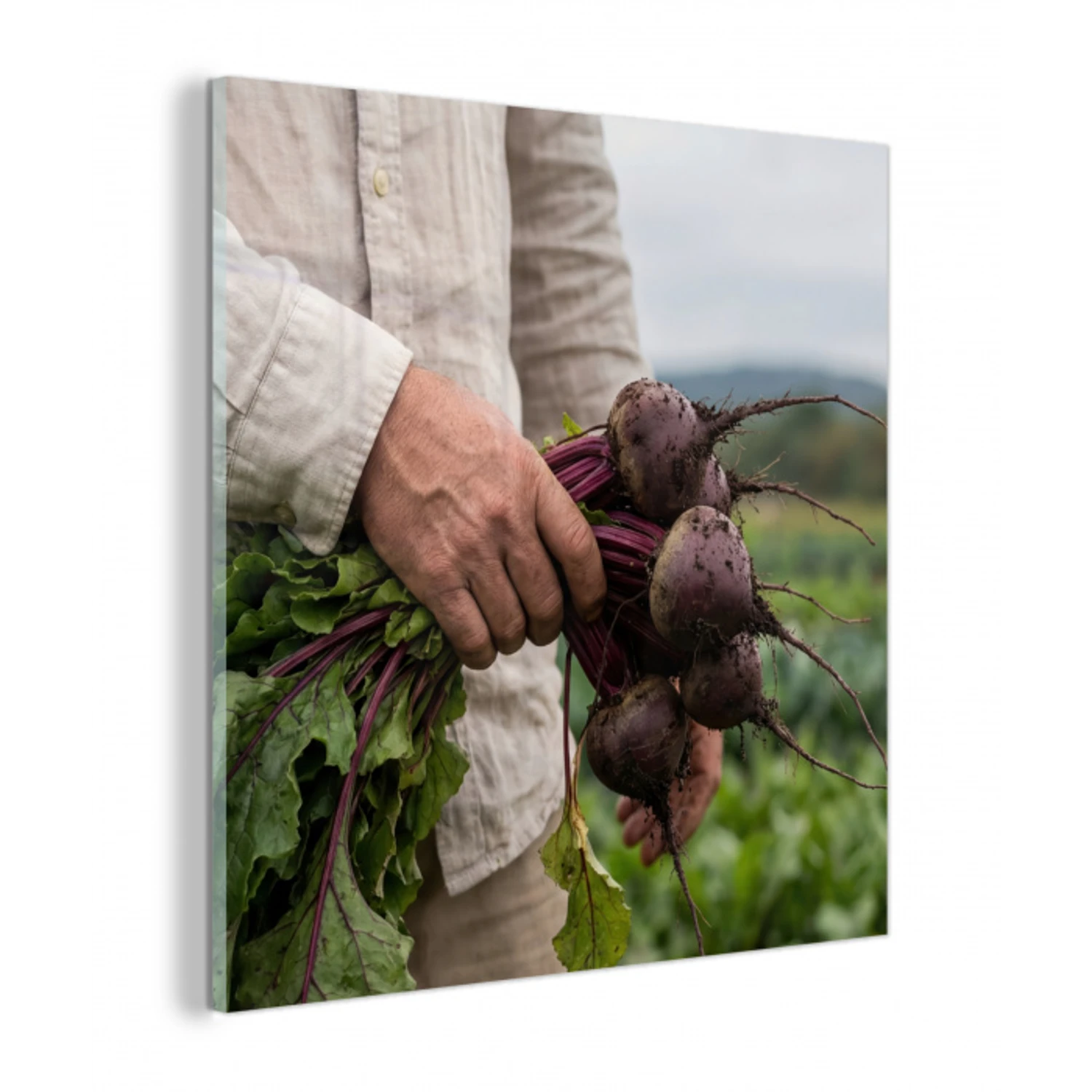 Bieten - Vers - Moestuin plexiglas 5mm klein -z3d